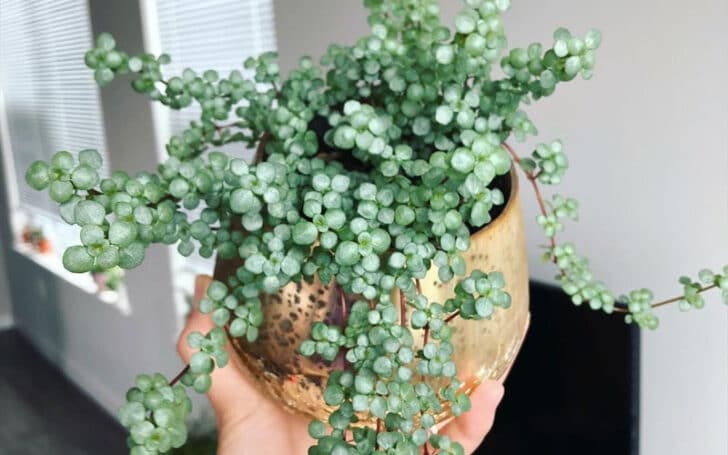 Pilea Glauca