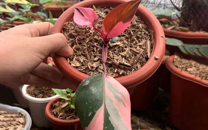 Pink Princess Philodendron