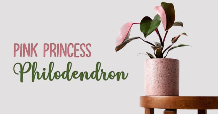 Pink Princess Philodendron