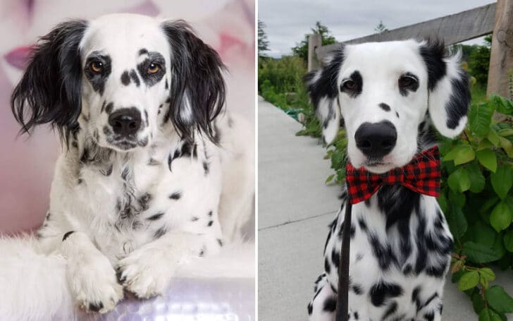 Long Haired Dalmatian