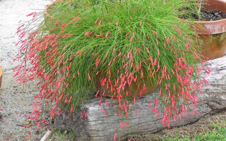 Firecracker Plant