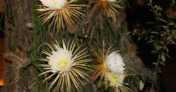 (Selenicereus Grandiflorus)