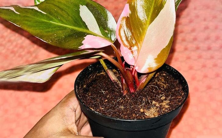 Pink Princess Philodendron