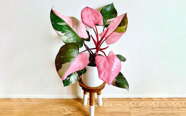 Pink Princess Philodendron