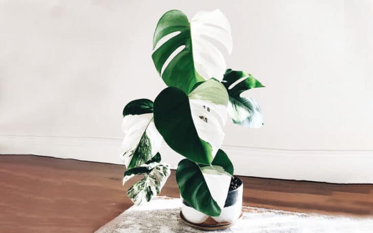 Variegated Monstera