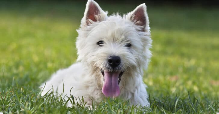 White Yorkie