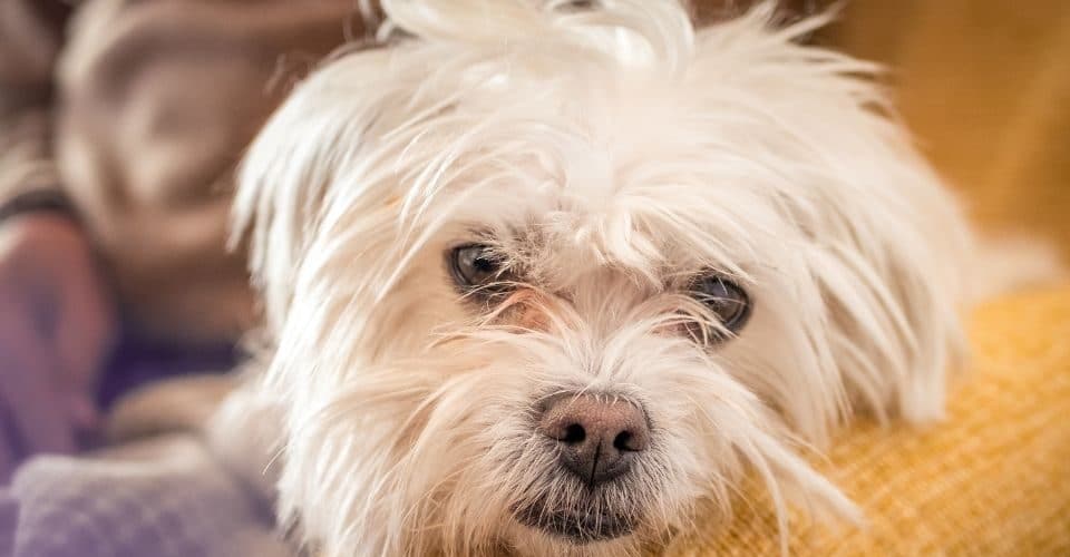 White Yorkie