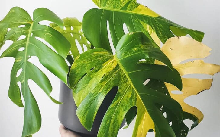 Variegated Monstera