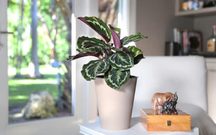 Calathea Roseopicta