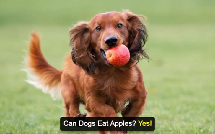 Can Dogs Eat Human Foods