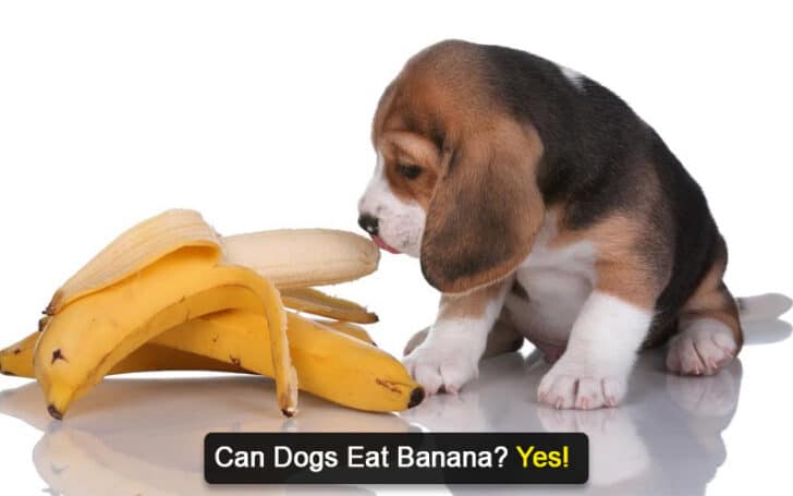 Can Dogs Eat Human Foods