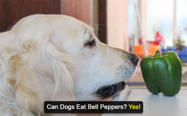 Can Dogs Eat Human Foods