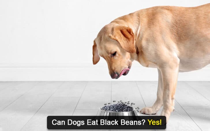 Can Dogs Eat Human Foods