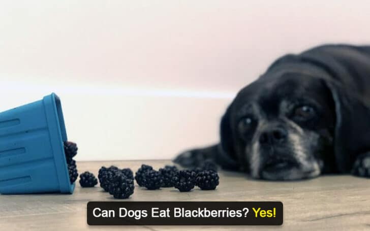 Can Dogs Eat Human Foods