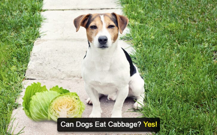 Can Dogs Eat Human Foods