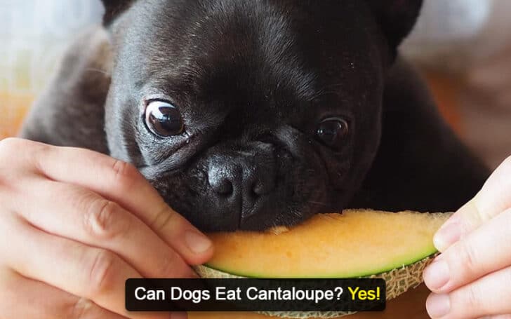 Can Dogs Eat Human Foods