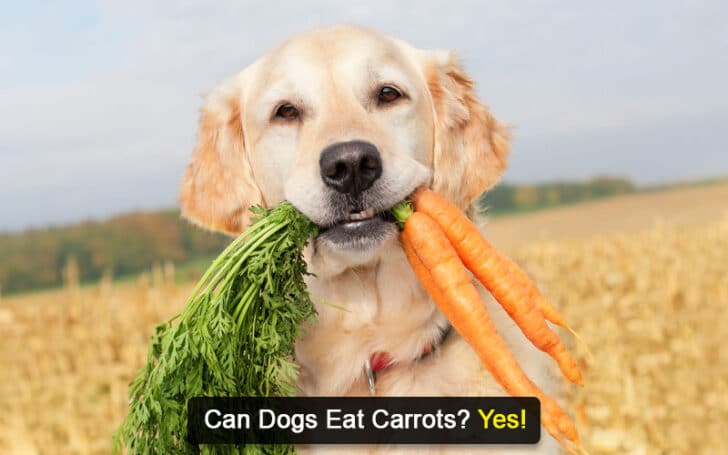 Can Dogs Eat Human Foods