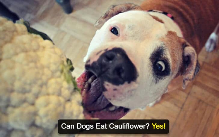 Can Dogs Eat Human Foods