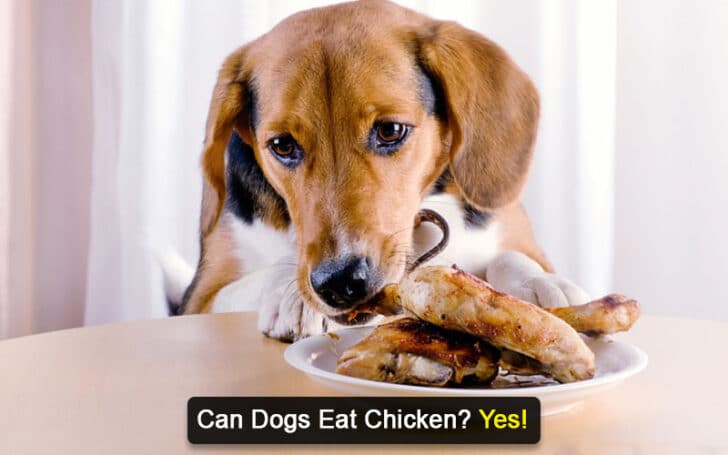 Can Dogs Eat Human Foods