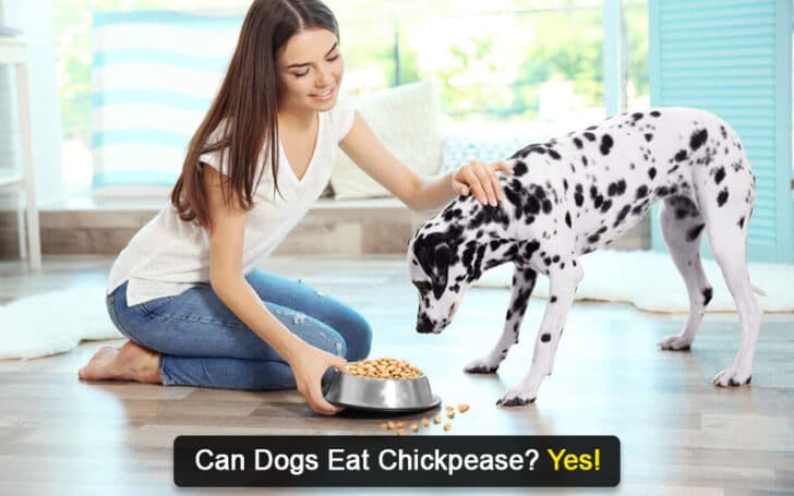 Can Dogs Eat Human Foods