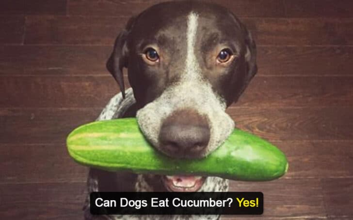 Can Dogs Eat Human Foods