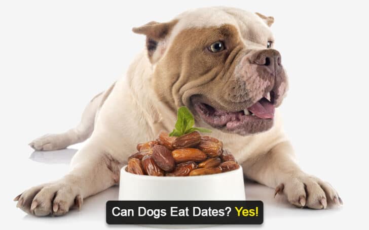 Can Dogs Eat Human Foods