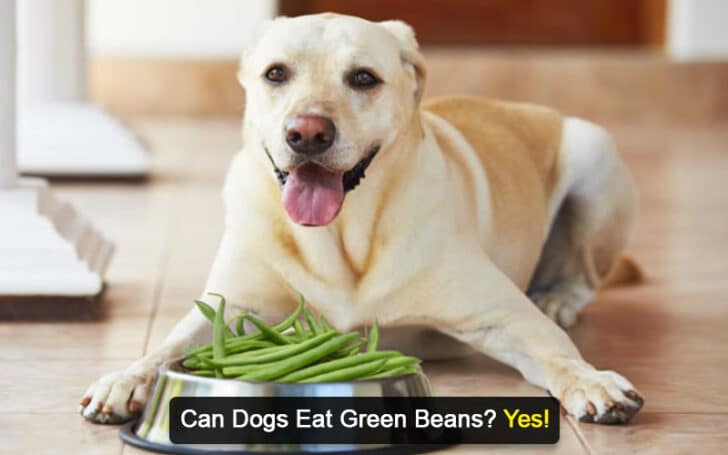 Can Dogs Eat Human Foods