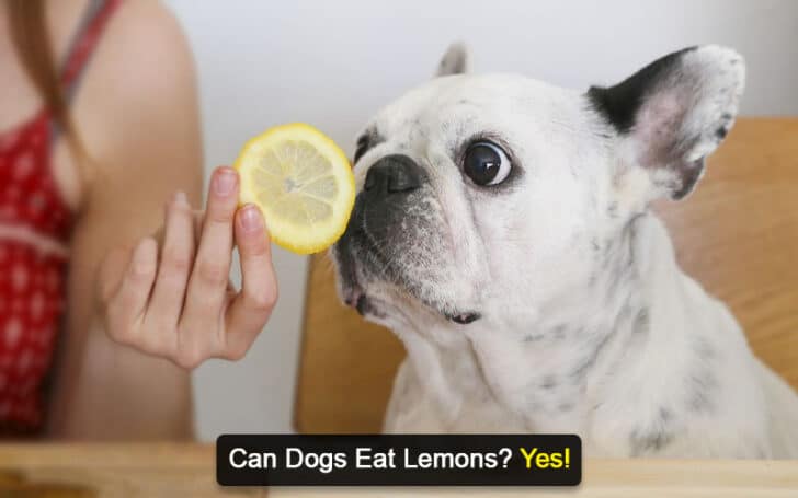 Can Dogs Eat Human Foods