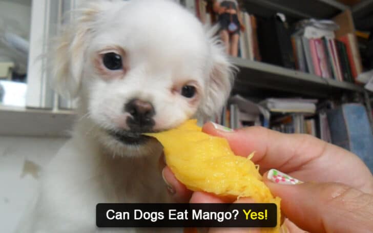 Can Dogs Eat Human Foods