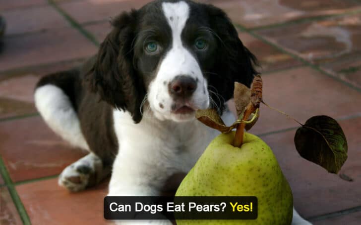 Can Dogs Eat Human Foods