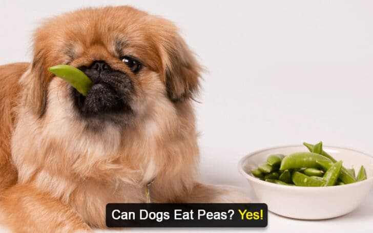 Can Dogs Eat Human Foods