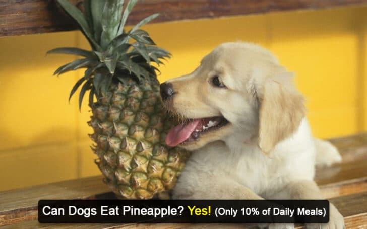 Can Dogs Eat Human Foods