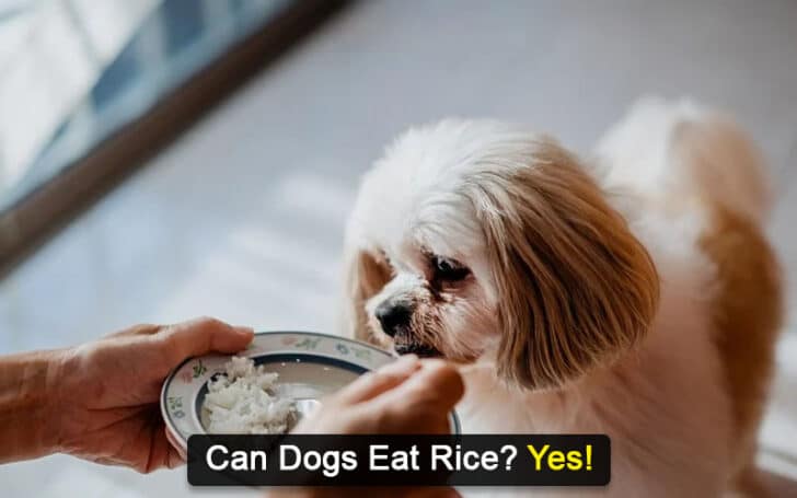 Can Dogs Eat Human Foods