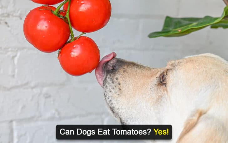 Can Dogs Eat Human Foods