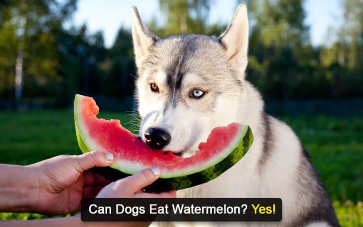 Can Dogs Eat Human Foods