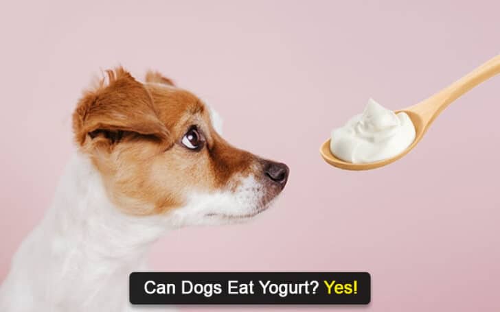 Can Dogs Eat Human Foods