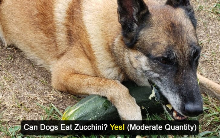 Can Dogs Eat Human Foods