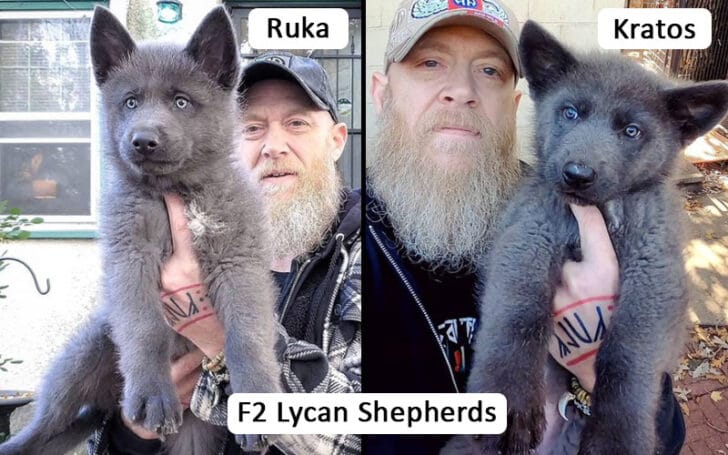 Lycan Shepherd