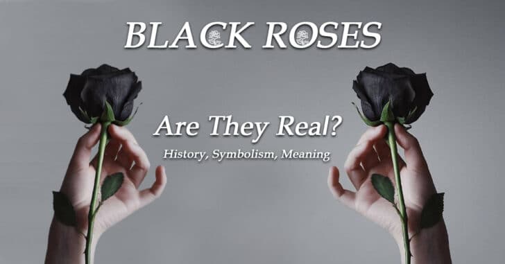 Black Roses