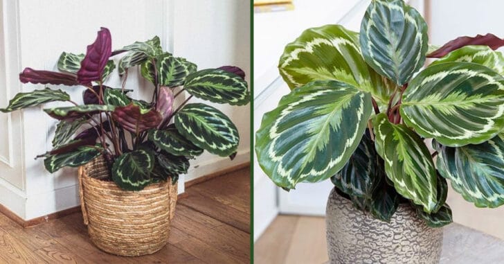 Calathea Roseopicta