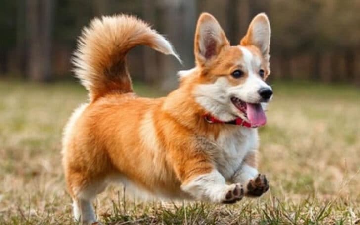 Fluffy Corgi