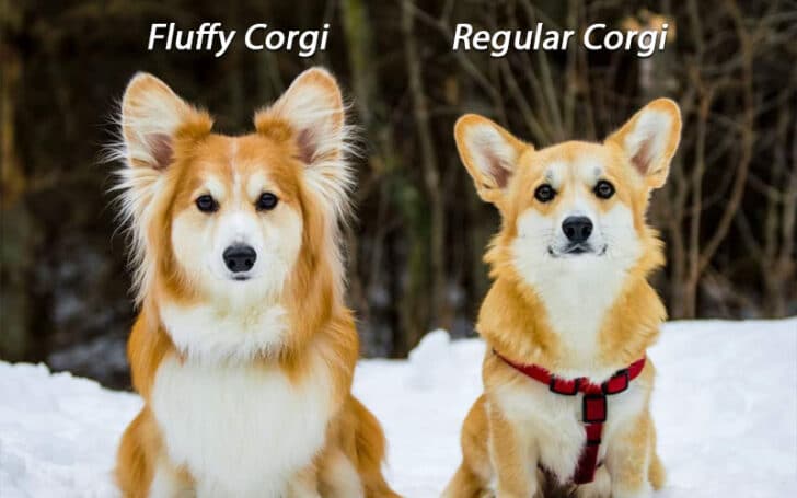 Fluffy Corgi