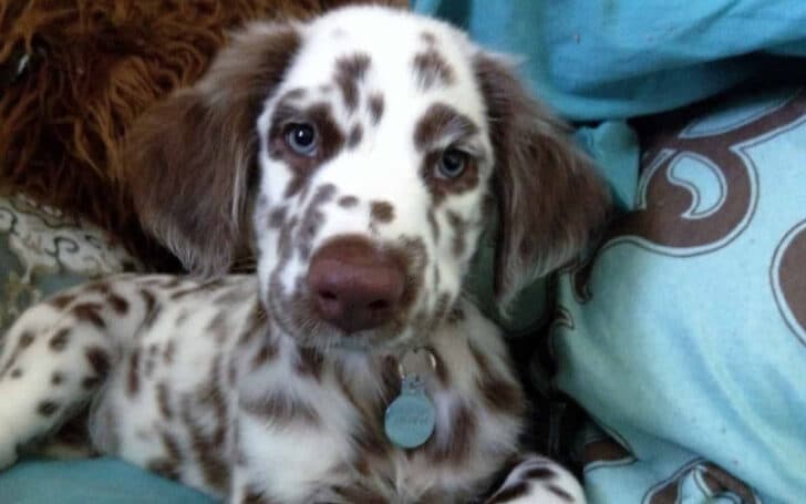 Long Haired Dalmatian