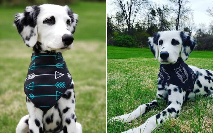 Long Haired Dalmatian