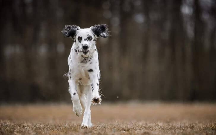 Long Haired Dalmatian