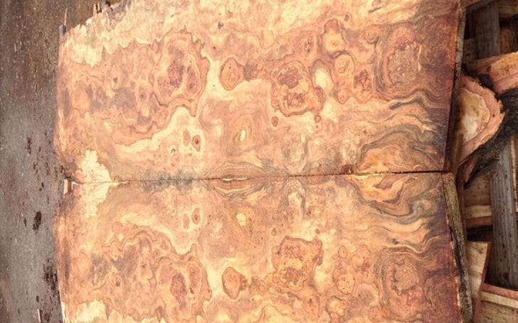 Burl Wood