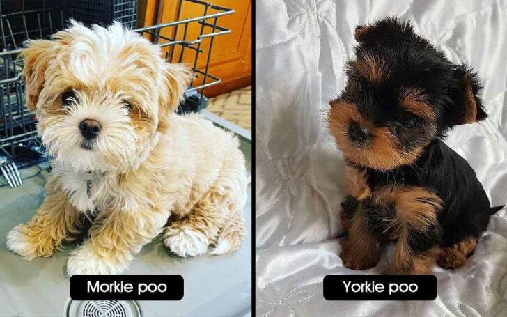 Morkie Poo