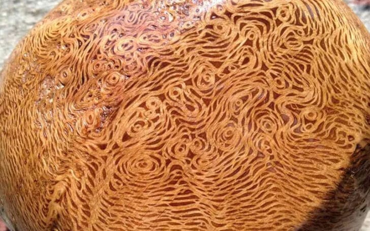 Burl Wood