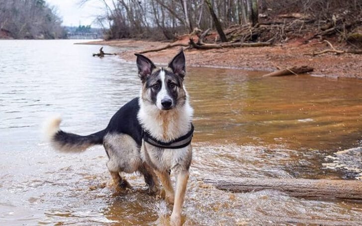 Panda German Shepherd