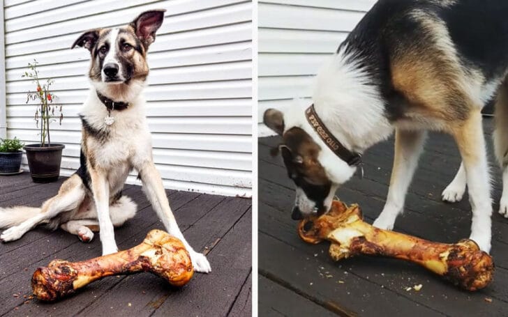 Panda German Shepherd